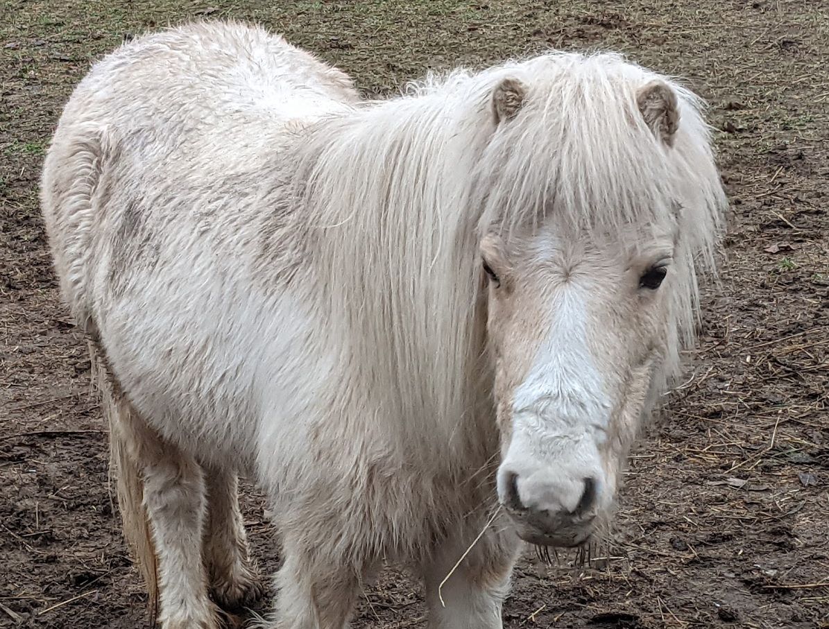 How a pony's mysterious disappearance became a viral Christmas story