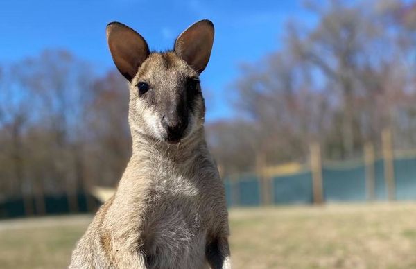 Sussex has a nature preserve where you can see kangaroos, a camel and more