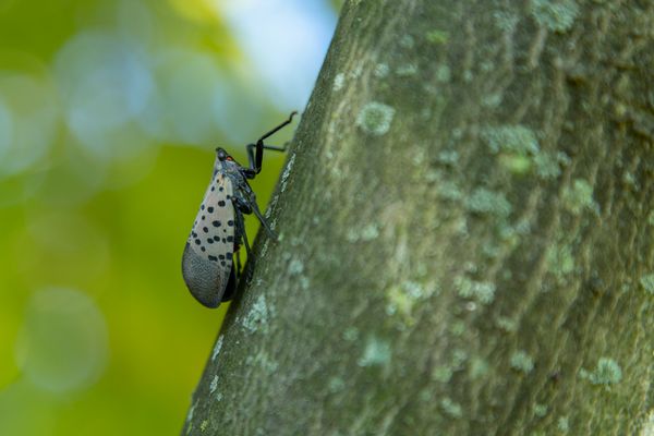 Is it too late to stop the invasive spotted lanternfly?